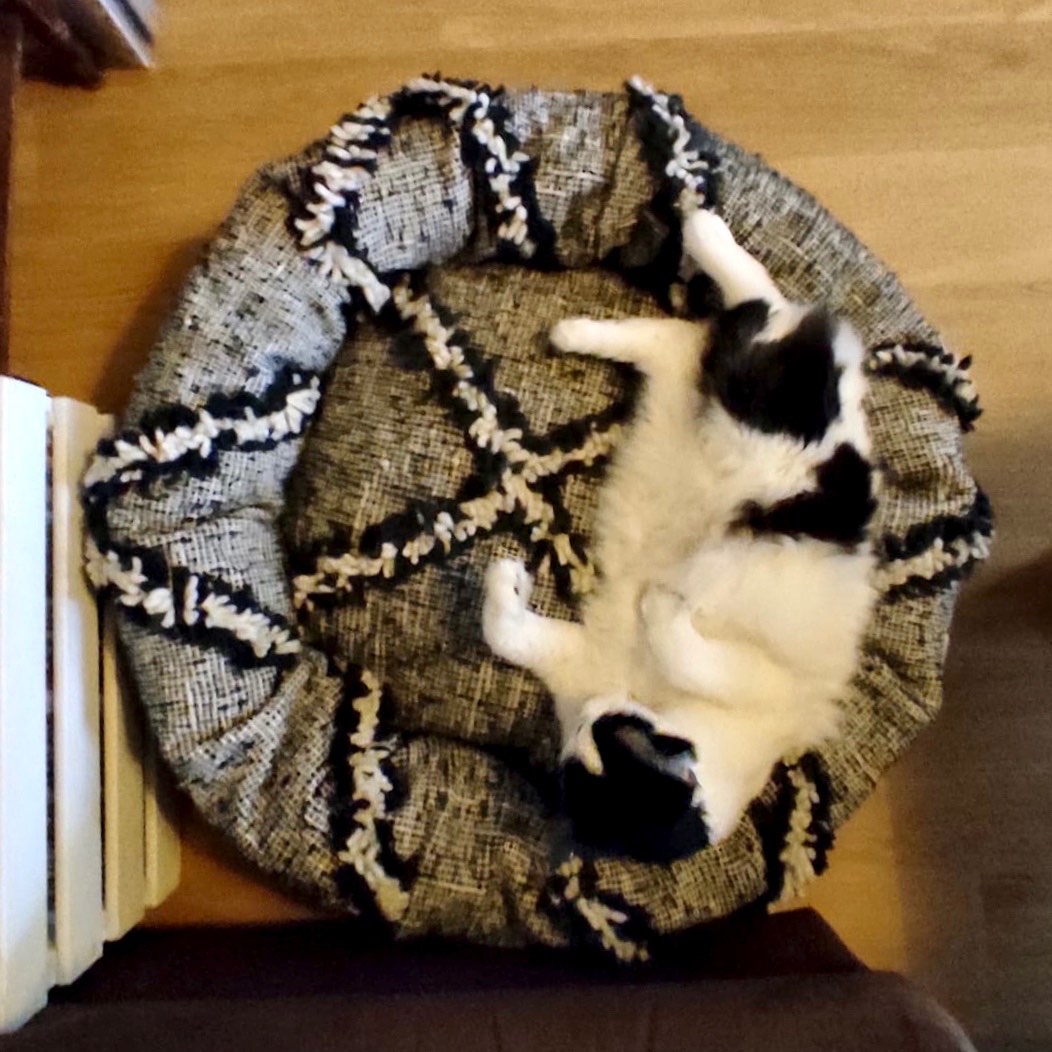 Katze auf nachhaltigem Fluffikon Hundebett. Das Hundebett ist schwarz weiss und ist aus organischer Wolle hergestellt.