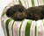 A brown Poodle sleeping in a green Fluffikon dog bed.
