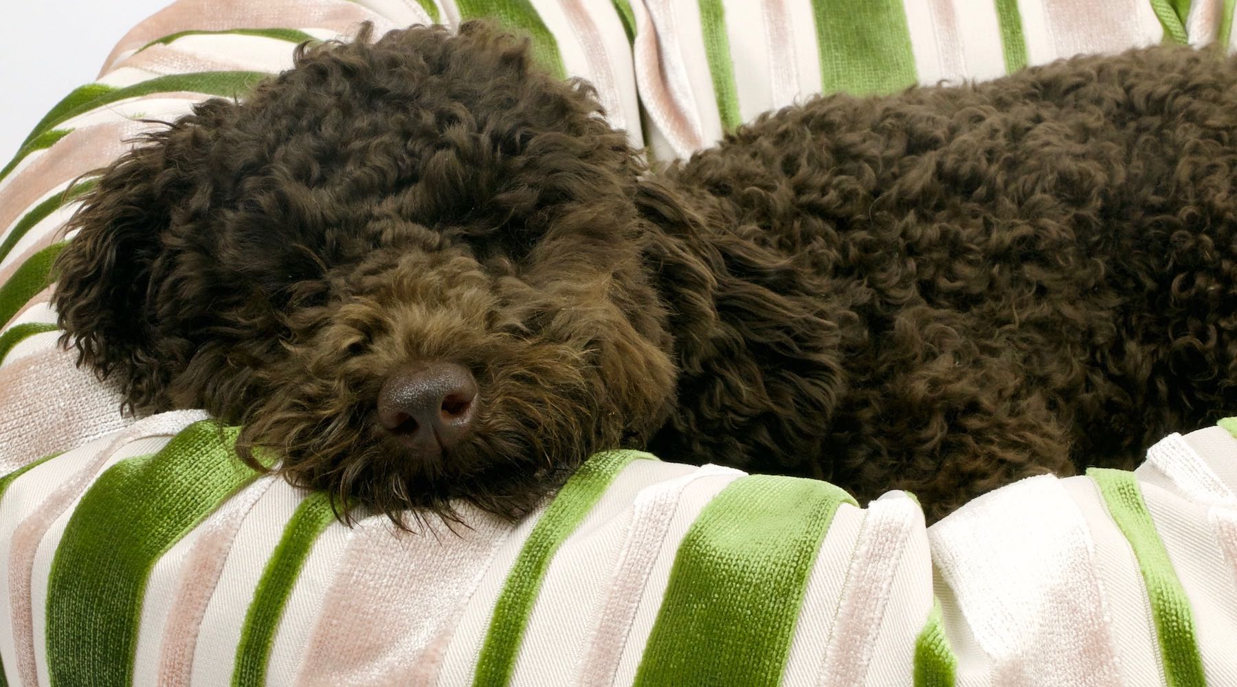 Cute brown poodle dog sleeping in green comfy velvet dog bed.