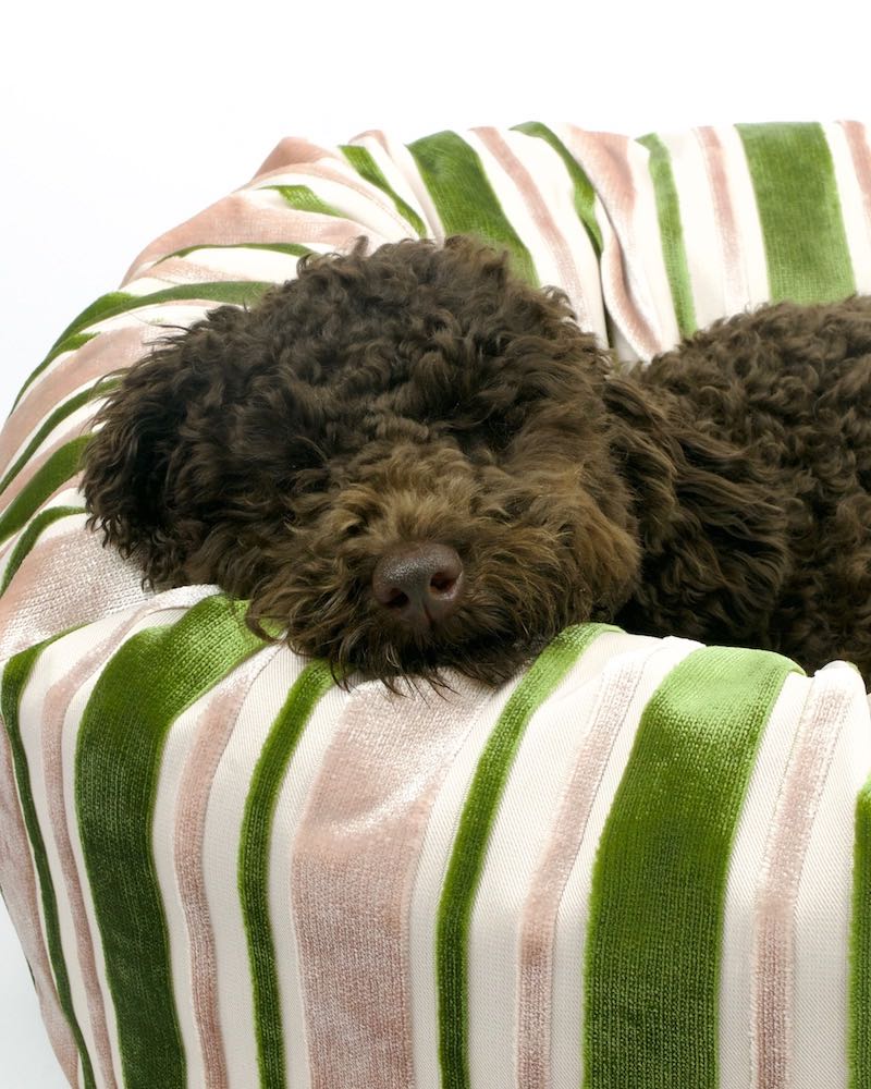 Cute poodle dog sleeping in green velvet dog bed.
