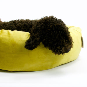 Zoom on a dog head in a yellow round dog bed.
